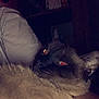 Lightning joined the competition — help win amazing prizes! cat, siamese_cat, dog_eye, pillow, dark_background, pet, resting, furry, animal, indoor, low_light, feline, canine, close_up, sleeping, cozy, domestic, whiskers, face, fur