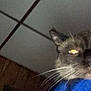 Lightning joined the competition — help win amazing prizes! cat, close_up, whiskers, indoor, wood_paneling, ceiling, pet, animal, feline, face, fur, ears, nose, looking_down, dim_lighting, blurry, domestic, portrait, house, mammal