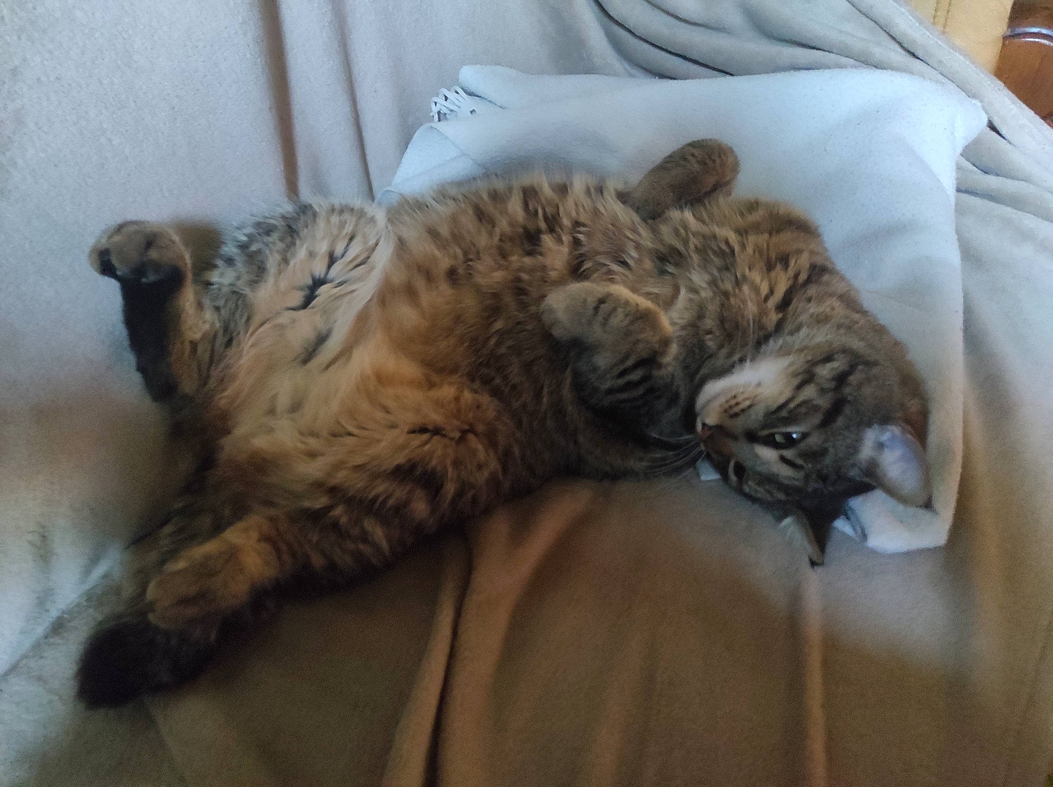 Sherkan a rejoint le concours — aidez-le/la à gagner de superbes lots ! bed, canidae, carnivore, cat, claw, comfort, domestic_short_haired_cat, fawn, felidae, fur, linens, nap, paw, sleep, small_to_medium_sized_cats, snout, tail, terrestrial_animal, whiskers, wildlife