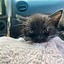 kitten, cat, sleepy, whiskers, black_cat, white_paws, fluffy_blanket, pink_blanket, car_interior, dashboard, closeup, pet, animal, cute, resting, indoor, soft_texture, feline, young_cat, cozy