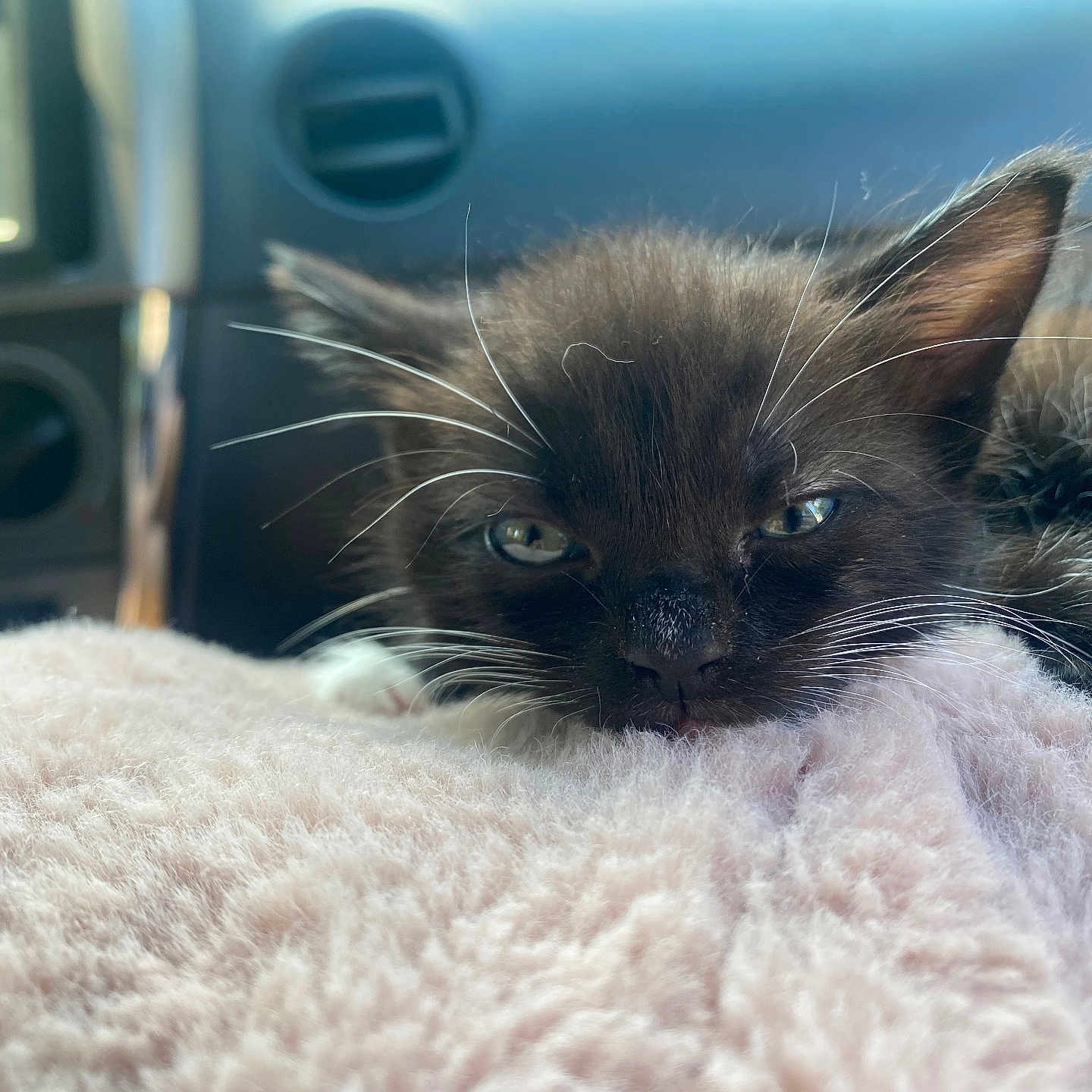 Midnvght joined the competition — help win amazing prizes! animal, black_cat, car_interior, cat, closeup, cozy, cute, dashboard, feline, fluffy_blanket, indoor, kitten, pet, pink_blanket, resting, sleepy, soft_texture, whiskers, white_paws, young_cat