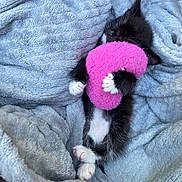 Midnvght is registered to the contest to win money with this photo: kitten, cat, black_and_white, sleeping, plush_toy, blanket, cozy, cute, paws, fur, resting, indoor, pet, small_animal, snuggling, soft_texture, relaxation, adorable, animal, comfort