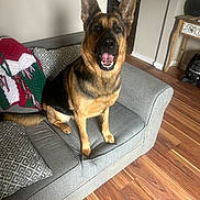 Maya is registered to the contest to win money with this photo: animal, blanket, canine, couch, decor, dog, domestic, ears, furniture, german_shepherd, happy, home, indoor, living_room, pet, pillow, sitting, smiling, tongue, wooden_floor