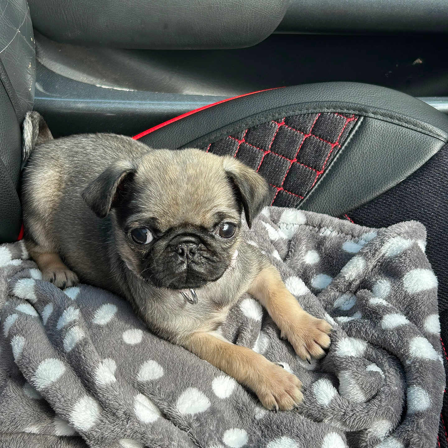 Lilly is registered to the contest to win money with this photo: accessories, animal, belt, blanket, bulldog, canine, car, dog, frenchbulldog, homedecor, laundry, person, pet, pug, puppy, sleeping, transportation, vehicle