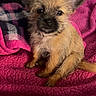 adorable, animal, blanket, companion, cozy, cute, dog, domestic_animal, ears, fluffy, fur, indoor, looking, pet, pink_blanket, plaid_blanket, puppy, sitting, small_dog, young_dog