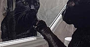 Bandit is registered to the contest to win money with this photo: black_cat, cat, mirror, reflection, paw, bathroom, soap_dispenser, tile_wall, curious, pet, animal, indoor, feline, whiskers, closeup, looking, side_view, pawing, household, domestic