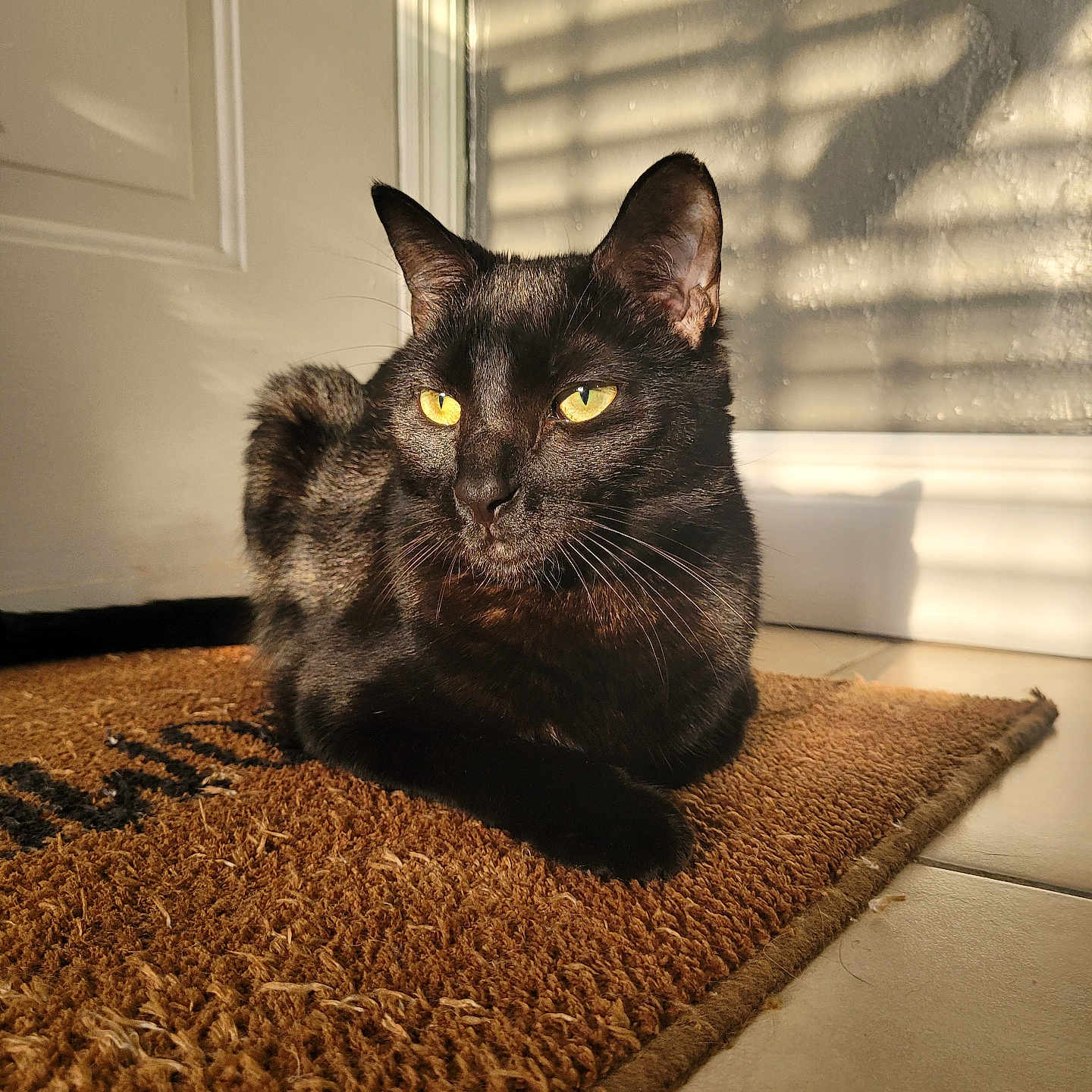 Bandit is registered to the contest to win money with this photo: cat, black_cat, pet, animal, indoors, sunlight, shadow, doormat, floor, tile_floor, window, wall, relaxing, resting, yellow_eyes, fur, whiskers, quiet, domestic_cat, home