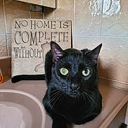 Bandit joined the competition — help win amazing prizes! black_cat, cat, indoor, sink, bathroom, tile_wall, decorative_plaque, green_eyes, pet, feline, countertop, animal, close_up, looking_at_camera, domestic_cat, cute, resting, household, portrait, fur