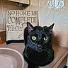 black_cat, cat, indoor, sink, bathroom, tile_wall, decorative_plaque, green_eyes, pet, feline, countertop, animal, close_up, looking_at_camera, domestic_cat, cute, resting, household, portrait, fur