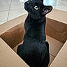 black_cat, cat, cardboard_box, indoor, pet, animal, feline, curious, yellow_eyes, sitting, floor, home, cozy, whiskers, ears, looking_up, cute, domestic_cat, fur, box