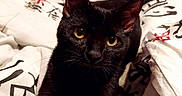 Bandit joined the competition — help win amazing prizes! animal, bed, bedding, black_cat, calligraphy, cat, cozy, curious, cute, domestic_cat, feline, fur, indoor, pet, portrait, relaxed, tail, whiskers, white_sheet, yellow_eyes