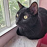Bandit is registered to the contest to win money with this photo: cat, black_cat, window, windowsill, yellow_eyes, marble_surface, indoor, pet, feline, whiskers, curious, animal, closeup, portrait, domestic_animal, pink_wall, natural_light, resting, alone, quiet