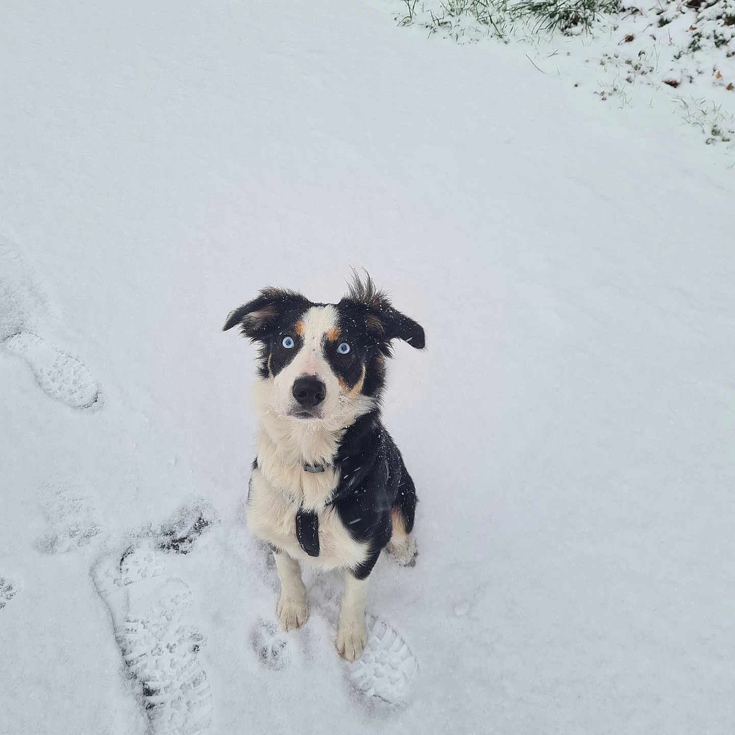 Reina participe au concours pour gagner de l'argent avec cette photo : accessories, animal, blizzard, canine, cockerspaniel, collie, dog, footprint, hound, husky, nature, outdoors, papillon, pet, puppy, snow, soil, strap, terrier, winter