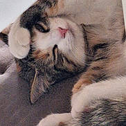 Asha a rejoint le concours — aidez-le/la à gagner de superbes lots ! cat, sleeping, paw, fur, relaxed, pet, cozy, whiskers, closeup, cute, animal, tabby, indoor, resting, pink_nose, soft, feline, domestic_cat, curled_up, mammal