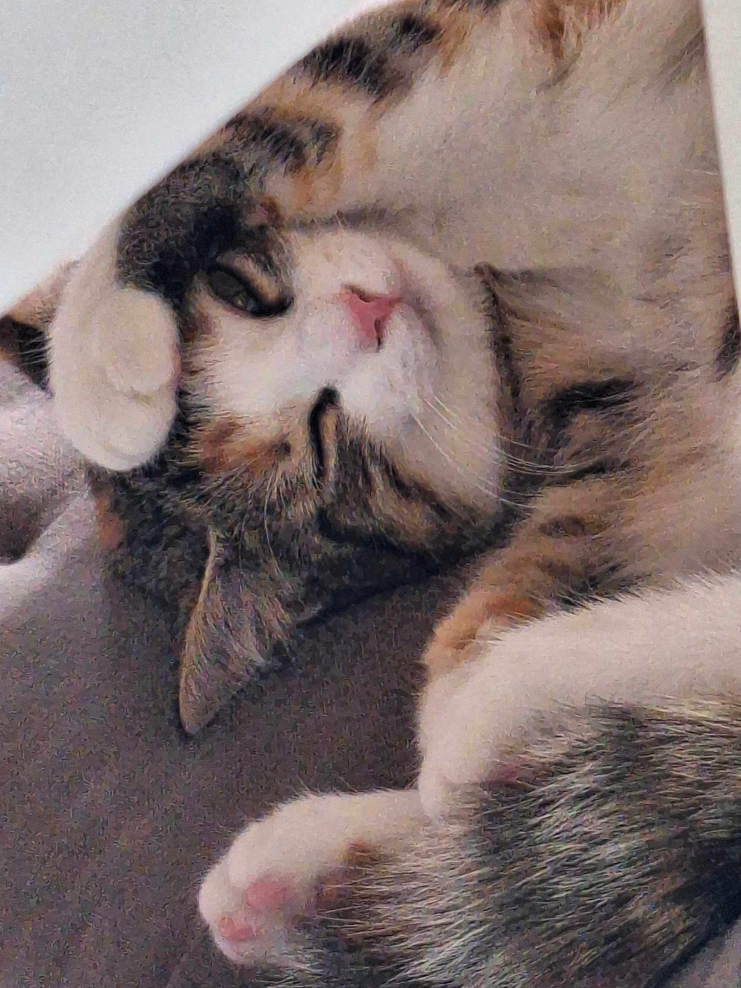 Asha a rejoint le concours — aidez-le/la à gagner de superbes lots ! cat, sleeping, paw, fur, relaxed, pet, cozy, whiskers, closeup, cute, animal, tabby, indoor, resting, pink_nose, soft, feline, domestic_cat, curled_up, mammal