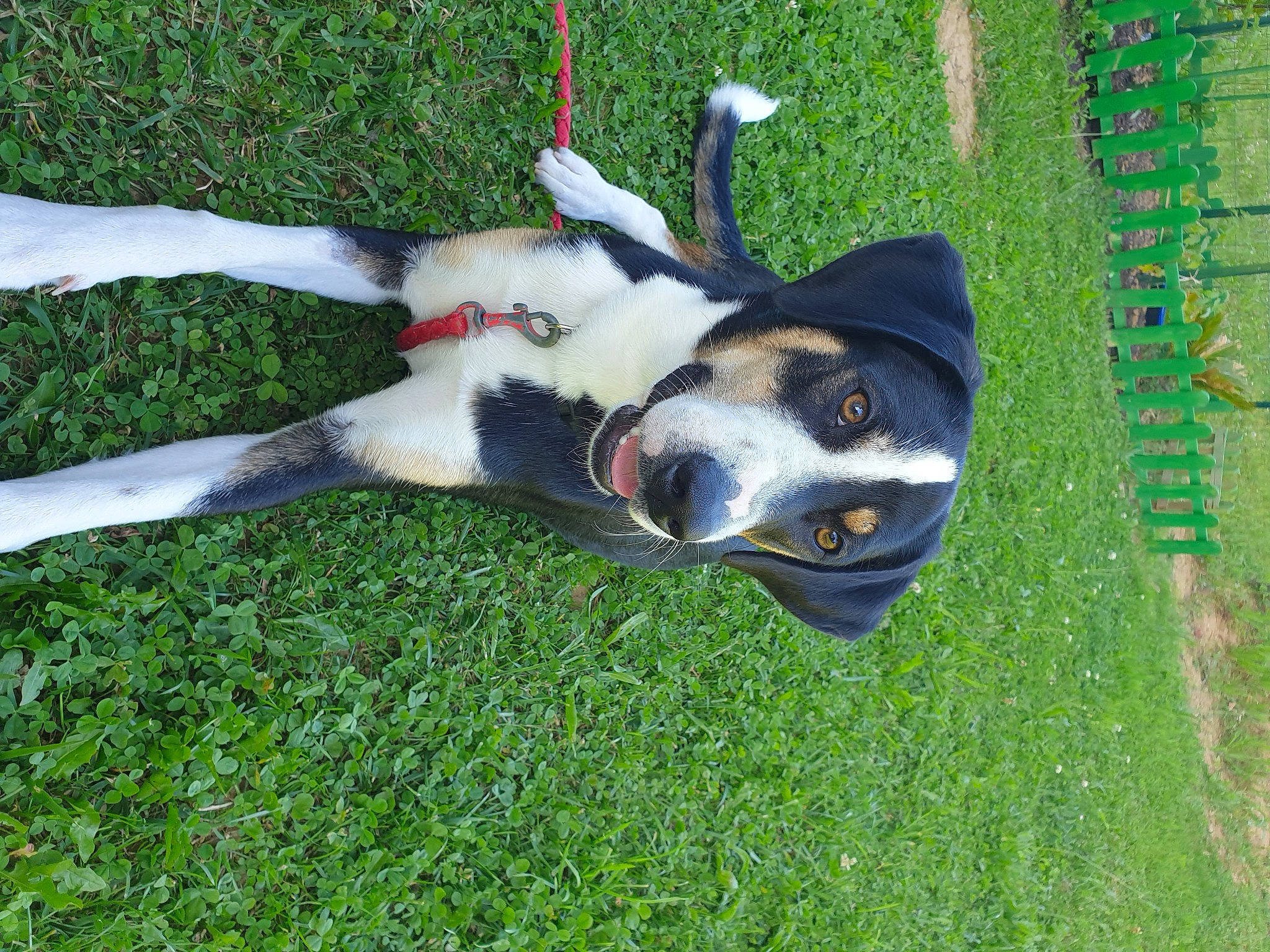 Pipper participe au concours pour gagner de l'argent avec cette photo : canidae, carnivore, dog, dog_breed, entlebucher_mountain_dog, grass