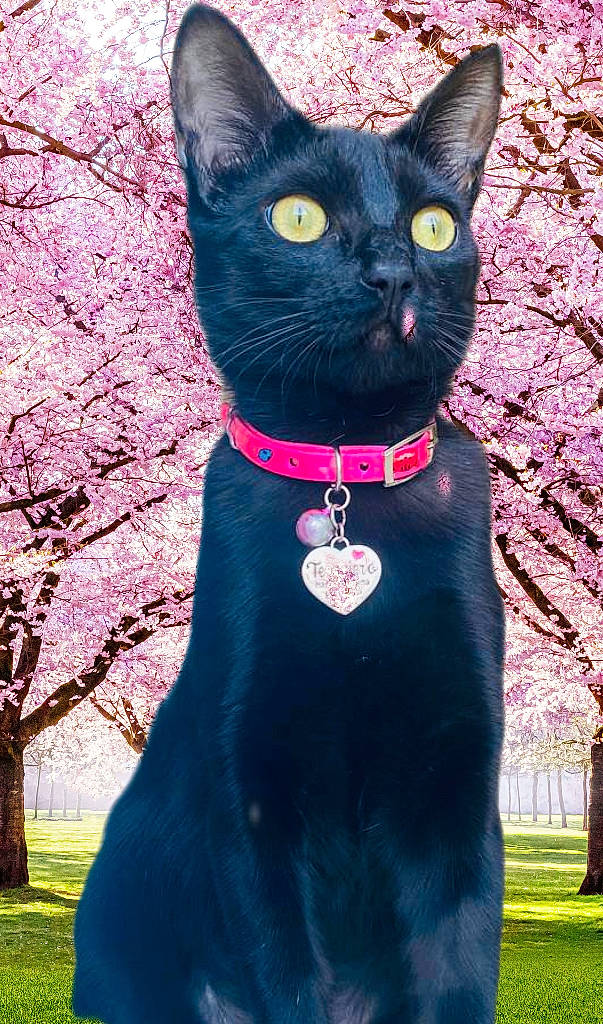 Mía a rejoint le concours — aidez-le/la à gagner de superbes lots ! black_cat, blue, bombay, carnivore, cat, collar, felidae, grass, green, light, magenta, pink, plant, small_to_medium_sized_cats, snapshot, snout, tail, tree, whiskers, white