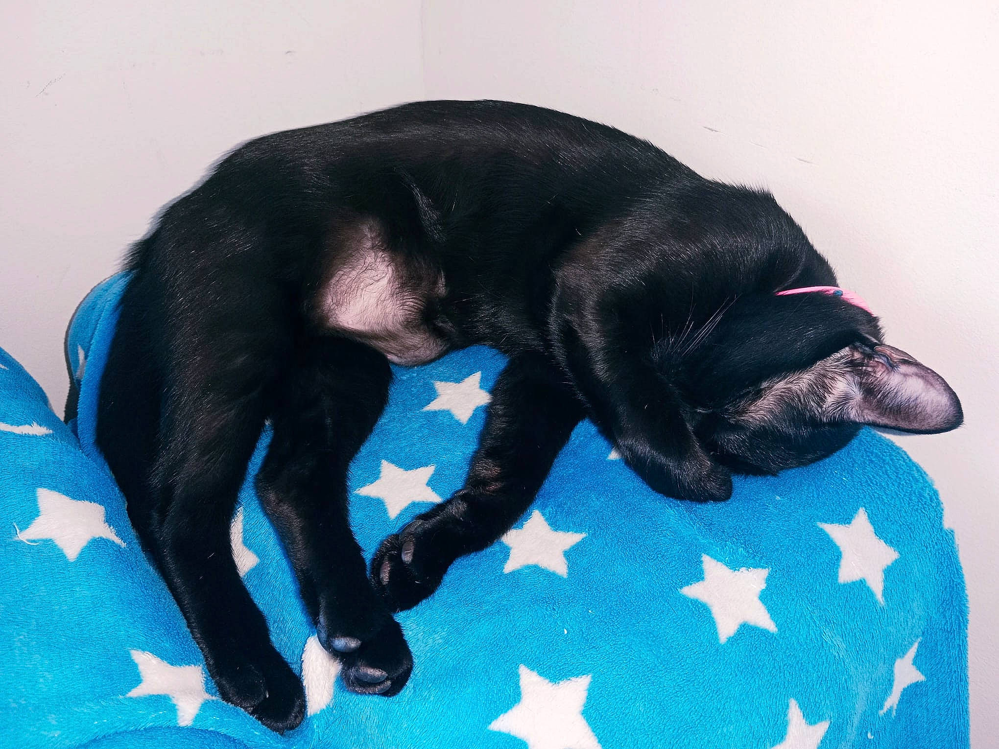 Mía a rejoint le concours — aidez-le/la à gagner de superbes lots ! black_cat, canidae, carnivore, comfort, companion_dog, dog, dog_breed, electric_blue, felidae, fur, linens, liver, nap, paw, small_to_medium_sized_cats, snout, sporting_group, tail, terrestrial_animal, whiskers