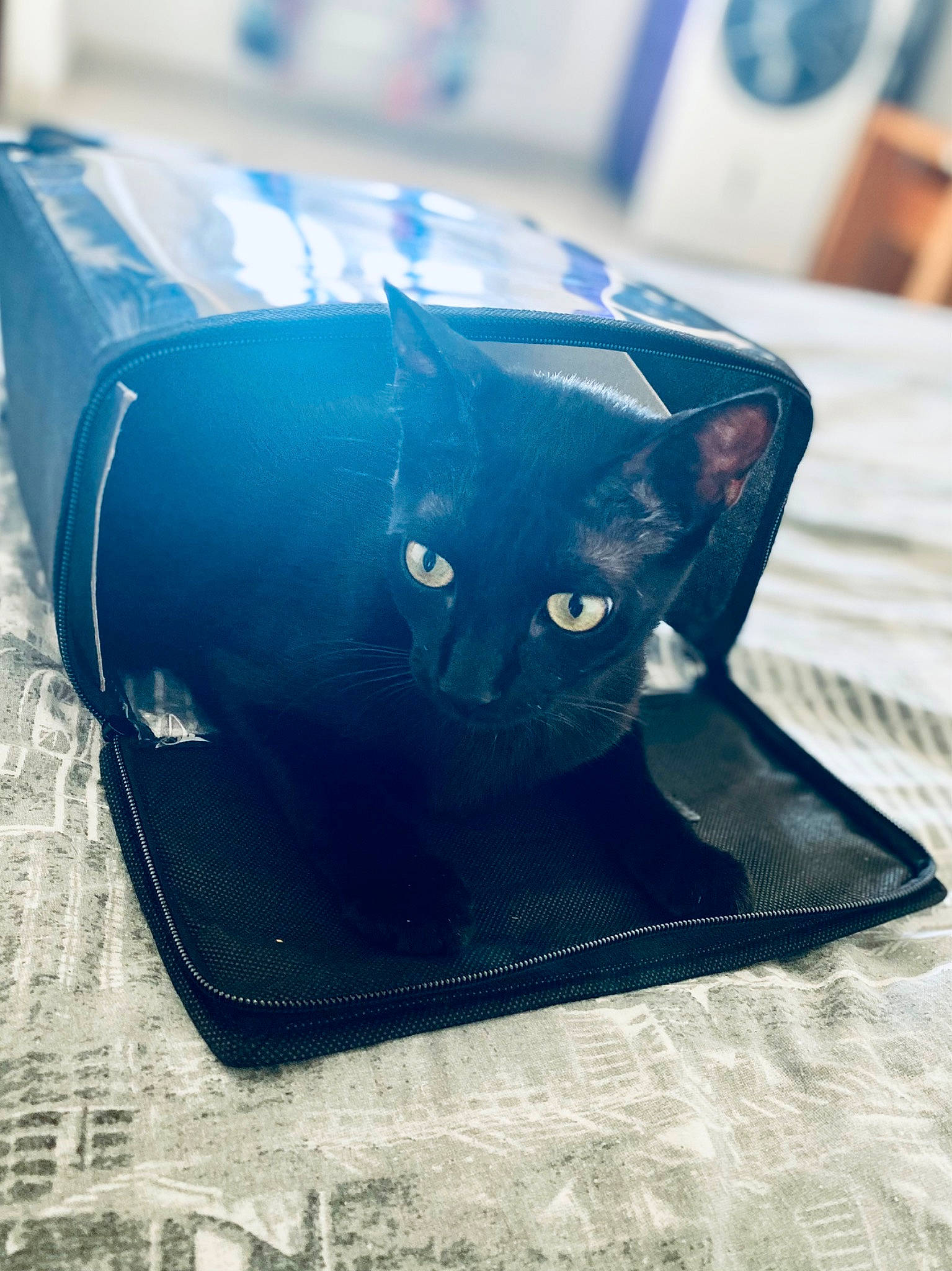 Mía participe au concours pour gagner de l'argent avec cette photo : art, bag, black_cat, blue, carnivore, cat, cat_supply, chair, electric_blue, fashion_accessory, felidae, hat, headgear, pattern, personal_protective_equipment, plastic, rectangle, small_to_medium_sized_cats, snout, whiskers