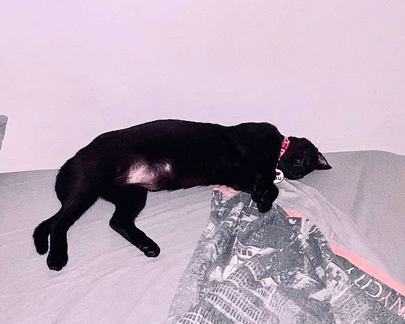 Mía participe au concours pour gagner de l'argent avec cette photo : bed, borador, canidae, carmine, carnivore, comfort, companion_dog, dog, dog_breed, fur, guard_dog, linens, liver, puppy, retriever, snout, sporting_group, tail, terrestrial_animal, working_animal