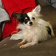 Lil Foot joined the competition — help win amazing prizes! dog, long_hair, black_and_white, pet, canine, couch, indoor, blanket, fur, small_dog, relaxed, laying_down, domestic_animal, companion, animal, face, ears, paw, fur_texture, resting