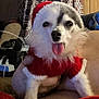Lil Foot joined the competition — help win amazing prizes! dog, pet, indoor, couch, red_clothing, white_fur, tongue_out, holiday_outfit, fabric, curtain, pattern, cozy, cute, animal, companion, furry, small_dog, resting, home, smiling