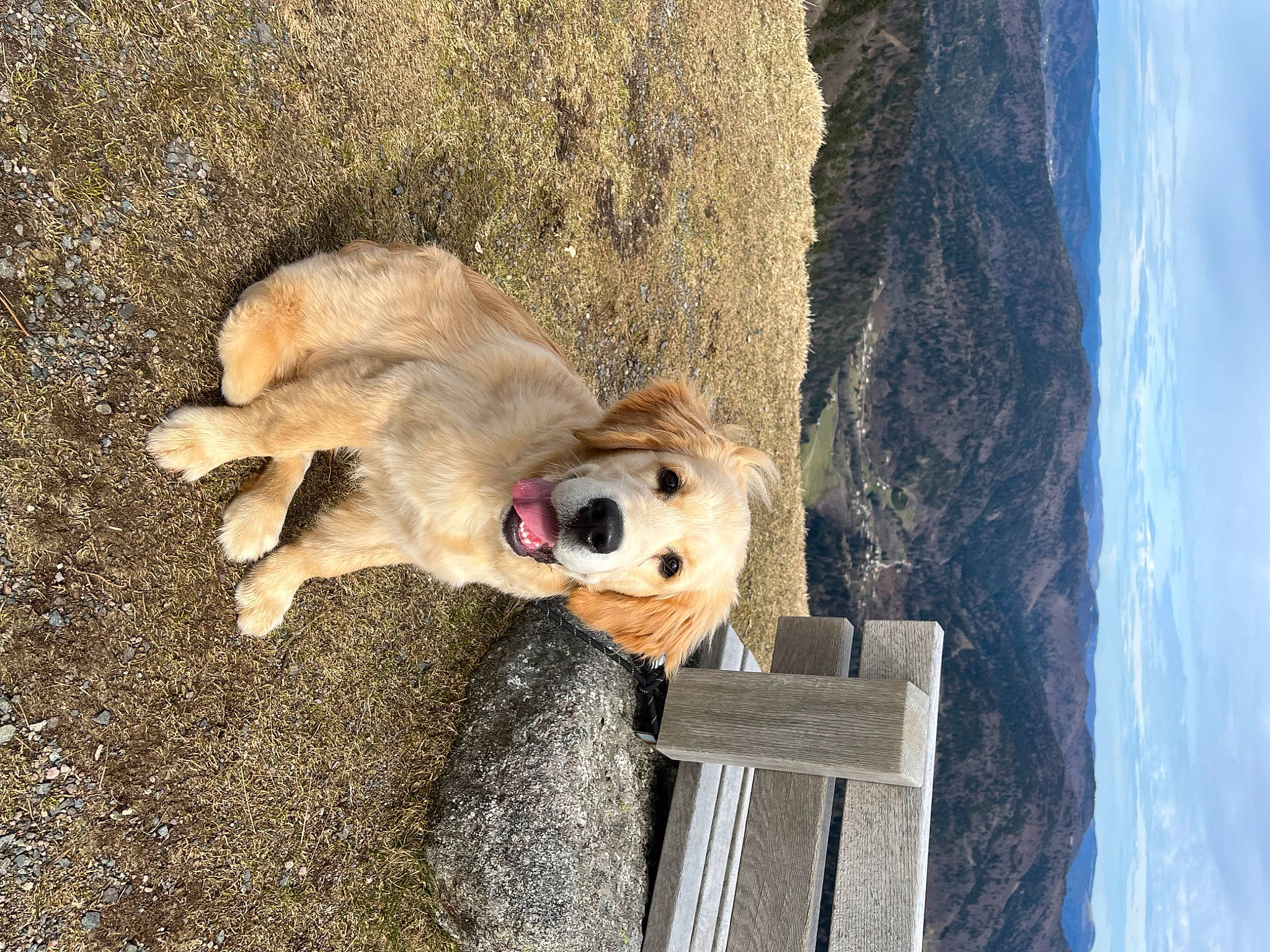 Tako a rejoint le concours — aidez-le/la à gagner de superbes lots ! canidae, carnivore, companion_dog, dog, dog_breed, fawn, fur, landscape, paw, rock, sky, snout, sporting_group, street_dog, terrestrial_animal, toy, trunk, wildlife, wood, working_animal