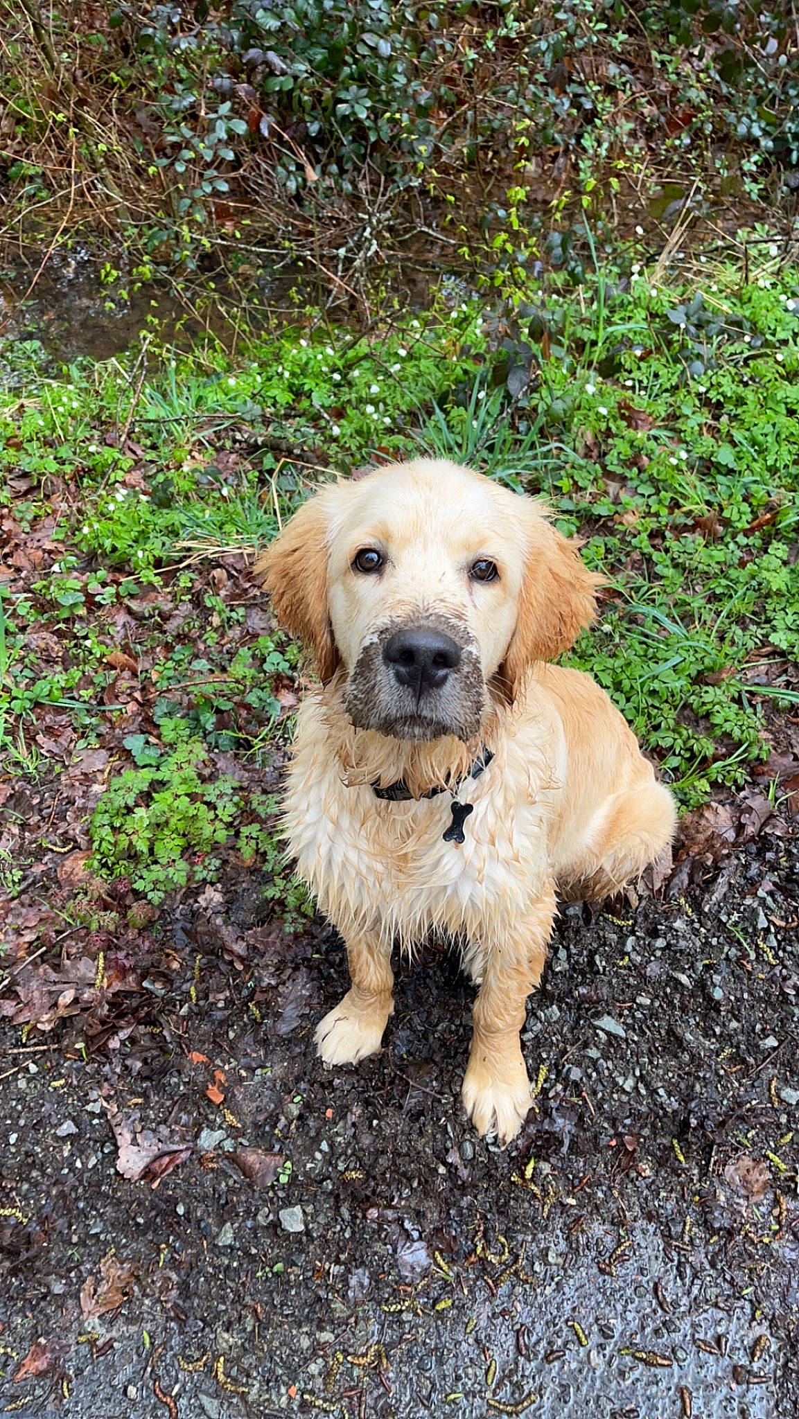 Tako a rejoint le concours — aidez-le/la à gagner de superbes lots ! canidae, carnivore, companion_dog, dog, dog_breed, fawn, fur, grass, groundcover, gun_dog, labrador_retriever, plant, puppy, snout, soil, sporting_group, tail, tree, working_dog
