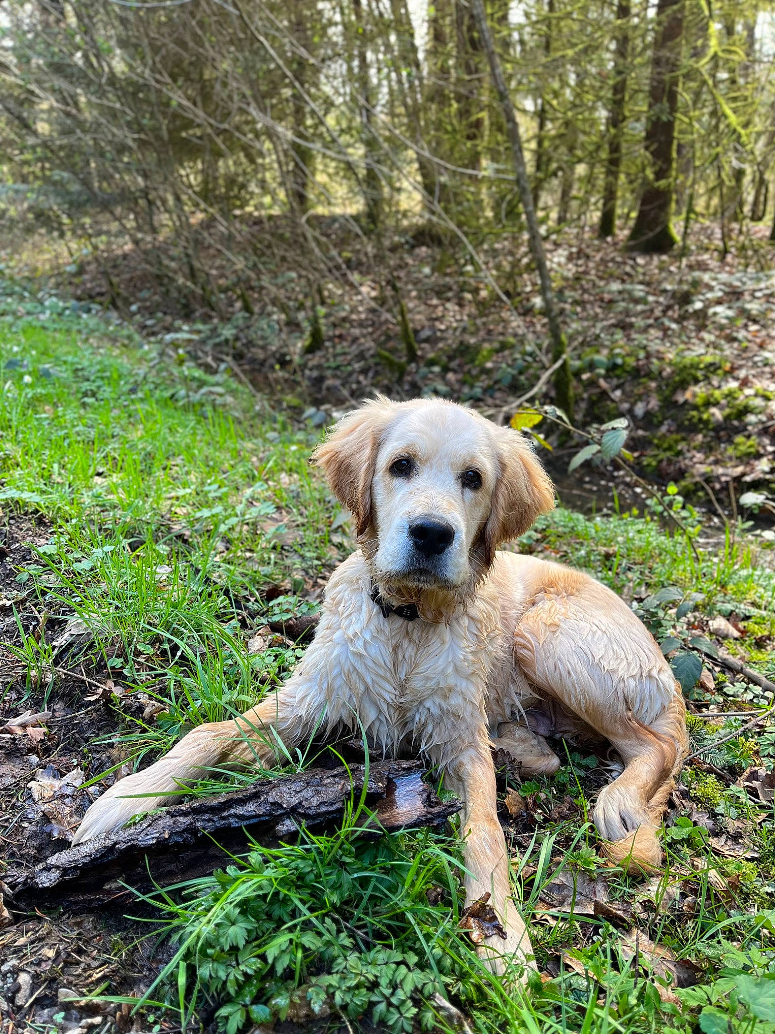 Tako a rejoint le concours — aidez-le/la à gagner de superbes lots ! canidae, carnivore, companion_dog, dog, dog_breed, fawn, forest, grass, groundcover, natural_landscape, people_in_nature, plant, sporting_group, tail, terrestrial_plant, tree, walking, wood, woodland, working_animal