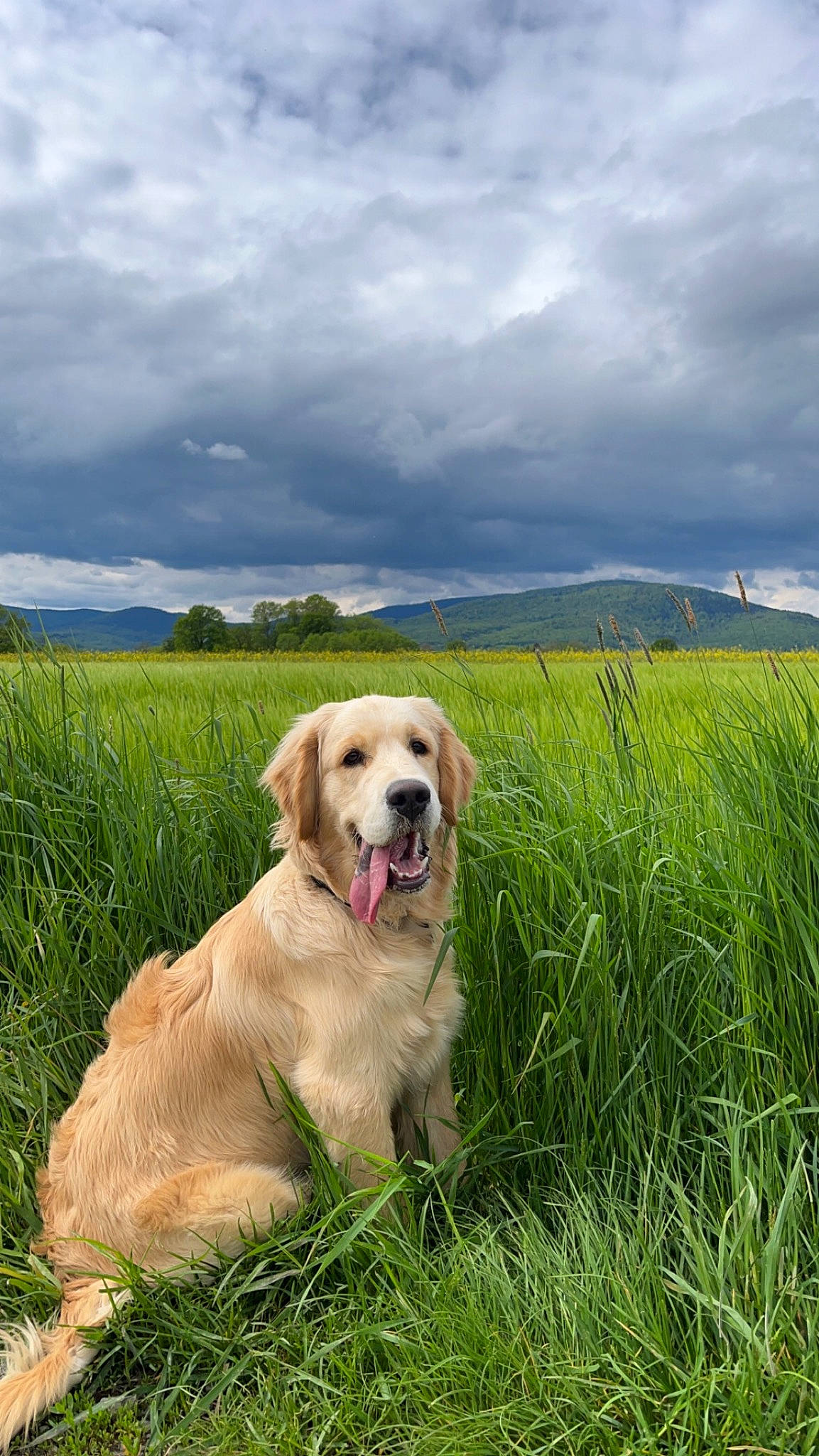 Tako participe au concours pour gagner de l'argent avec cette photo : carnivore, cloud, collar, companion_dog, cumulus, dog, dog_breed, fawn, grass, grassland, gun_dog, landscape, meadow, natural_landscape, nature, people_in_nature, plant, prairie, sky, working_animal