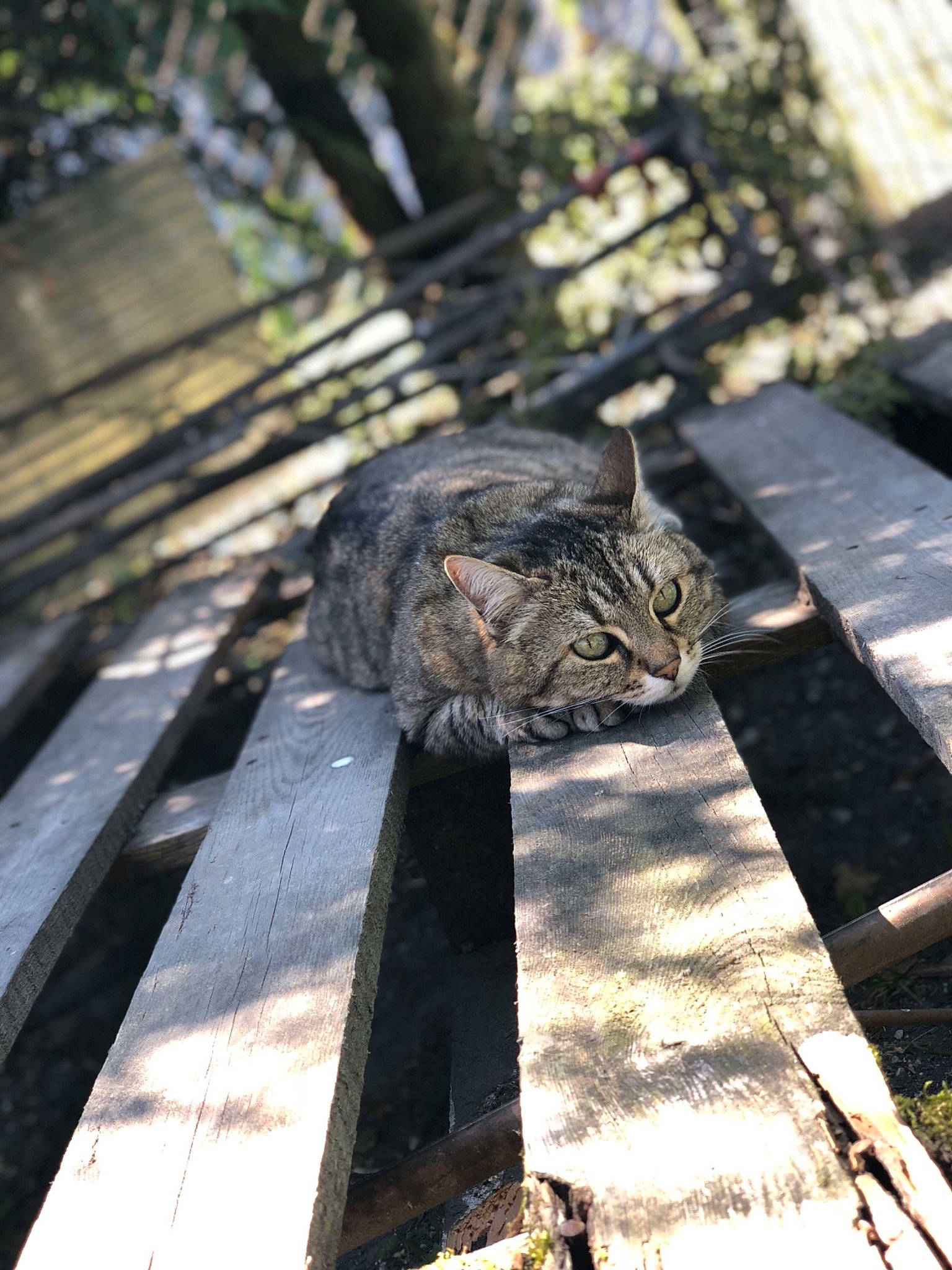 Cerise a rejoint le concours — aidez-le/la à gagner de superbes lots ! carnivore, cat, domestic_short_haired_cat, felidae, fur, grass, leaf, metal, plant, road_surface, shadow, small_to_medium_sized_cats, sporting_group, sunlight, tail, terrestrial_animal, tree, trunk, whiskers, wood
