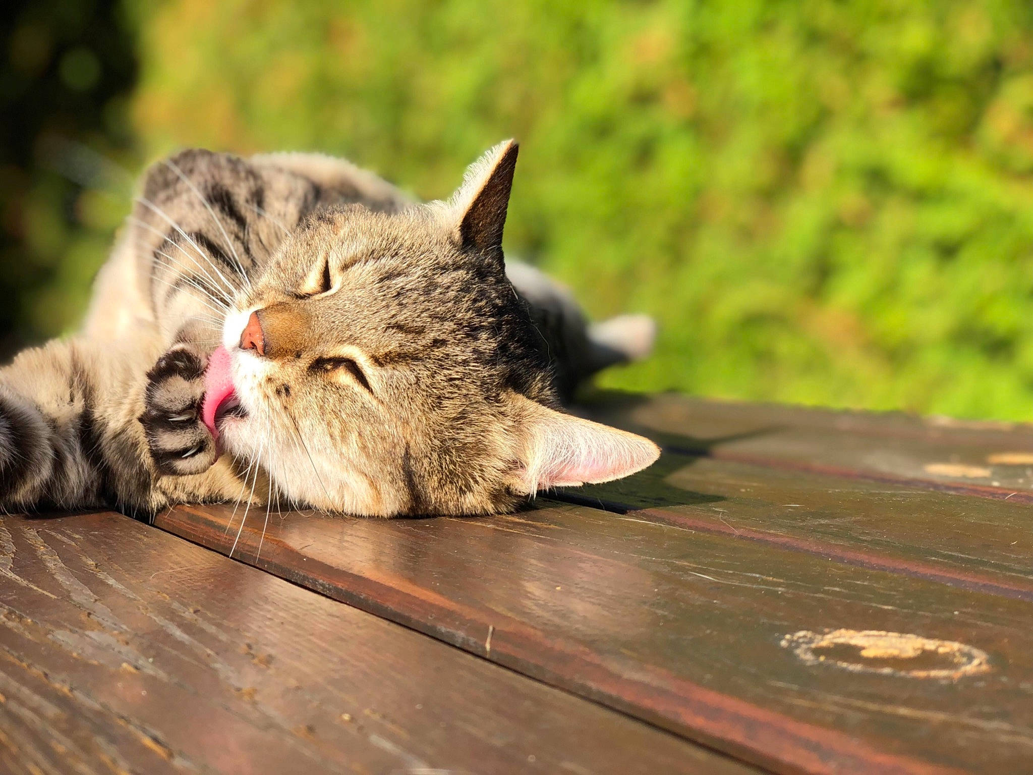 Cerise participe au concours pour gagner de l'argent avec cette photo : carnivore, cat, claw, comfort, domestic_short_haired_cat, eye, felidae, flooring, fur, grass, hardwood, nap, paw, plank, small_to_medium_sized_cats, table, terrestrial_animal, whiskers, wood, wood_stain