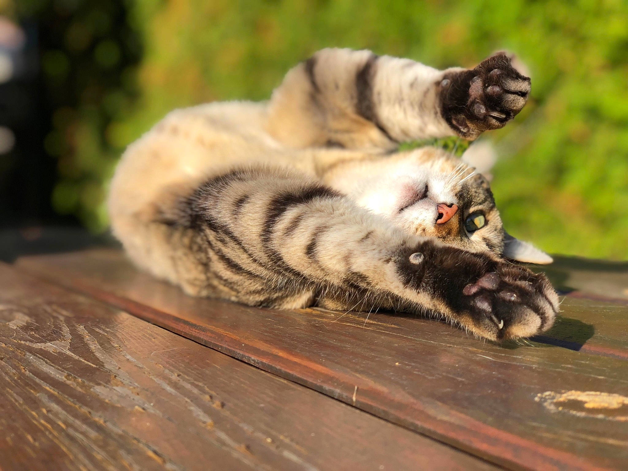Cerise participe au concours pour gagner de l'argent avec cette photo : carnivore, cat, claw, domestic_short_haired_cat, eye, fawn, felidae, flooring, foot, fur, grass, hardwood, paw, plank, small_to_medium_sized_cats, snout, tail, terrestrial_animal, whiskers, wood