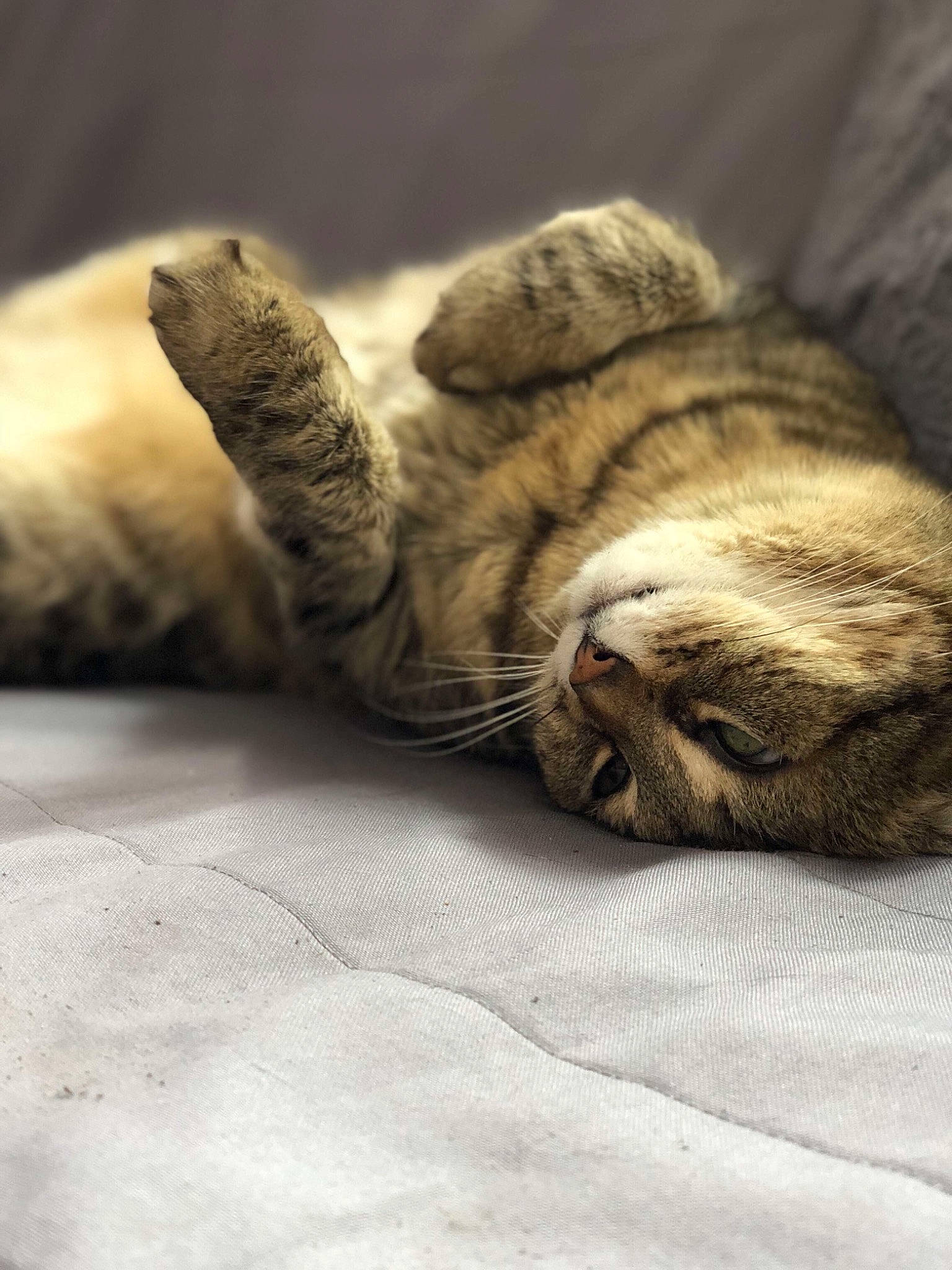 Cerise a rejoint le concours — aidez-le/la à gagner de superbes lots ! carnivore, cat, claw, comfort, domestic_short_haired_cat, fawn, felidae, fur, grey, linens, nap, paw, sleep, small_to_medium_sized_cats, snout, tail, terrestrial_animal, whiskers, wildlife, wood