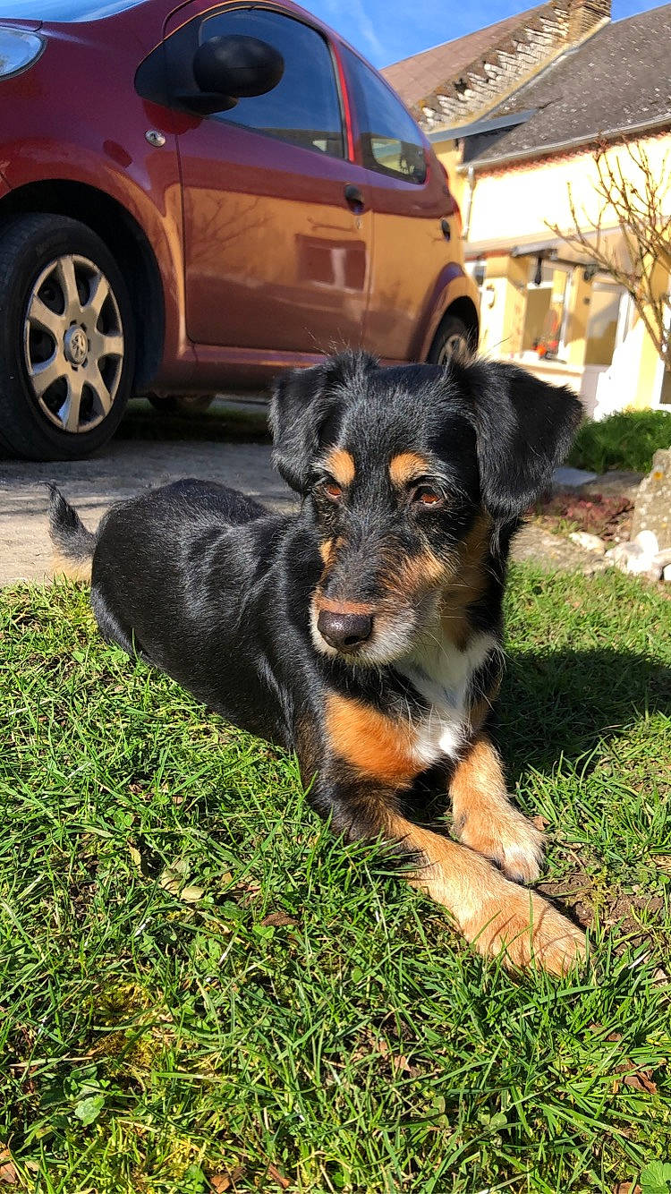 Irish a rejoint le concours — aidez-le/la à gagner de superbes lots ! automotive_exterior, automotive_tire, bumper, car, carnivore, companion_dog, dog, dog_breed, fender, grass, hood, hubcap, motor_vehicle, plant, tints_and_shades, tire, tread, vehicle, vehicle_door, wheel