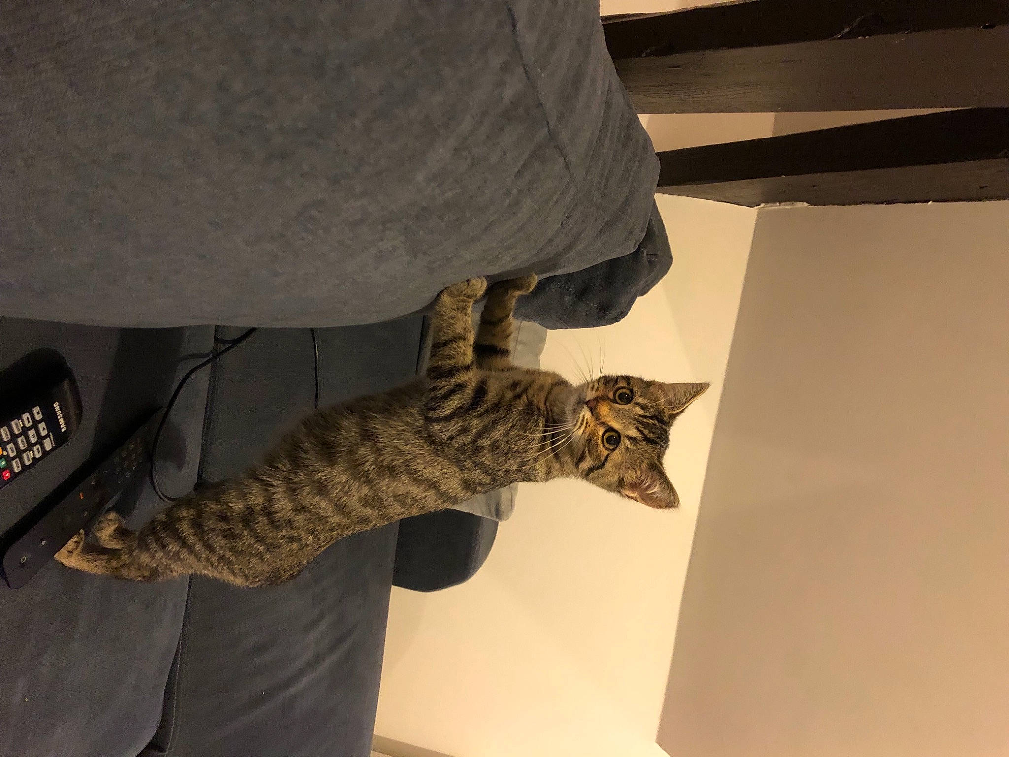 Fibi participe au concours pour gagner de l'argent avec cette photo : camouflage, carnivore, cat, comfort, domestic_short_haired_cat, elbow, felidae, flooring, fur, human_leg, metal, military_camouflage, pattern, reptile, room, small_to_medium_sized_cats, tail, whiskers, wood