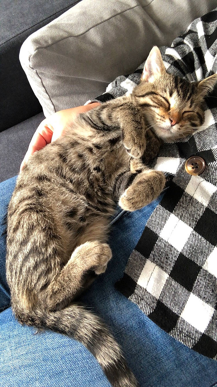 Fibi participe au concours pour gagner de l'argent avec cette photo : carnivore, cat, claw, comfort, domestic_short_haired_cat, felidae, fur, grey, pattern, paw, plaid, sitting, small_to_medium_sized_cats, snout, tail, terrestrial_animal, whiskers