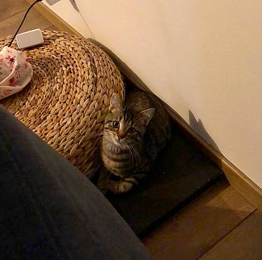 Fibi a rejoint le concours — aidez-le/la à gagner de superbes lots ! bedding, brown, carnivore, cat, comfort, domestic_short_haired_cat, fawn, felidae, floor, flooring, fur, grey, hardwood, linens, room, small_to_medium_sized_cats, tail, whiskers, wicker, wood