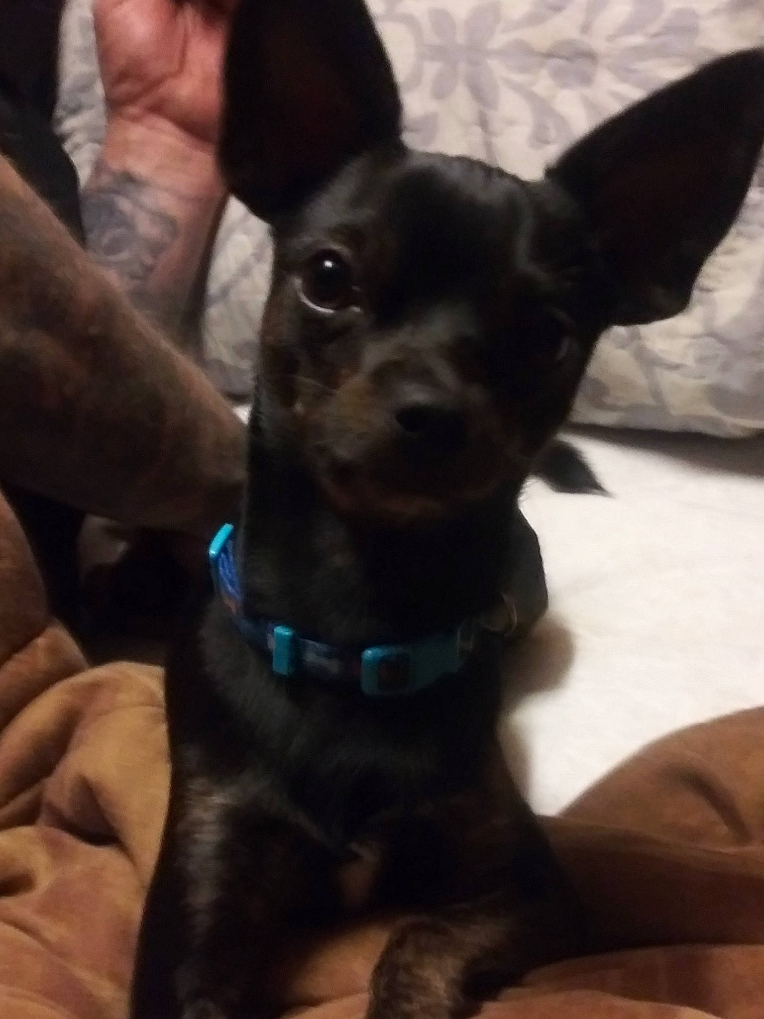 Covid is registered to the contest to win money with this photo: canidae, carnivore, collar, companion_dog, dog, dog_breed, dog_collar, ear, eye, fawn, fur, gesture, guard_dog, liver, puppy, snout, sporting_group, toy_dog, whiskers, working_animal