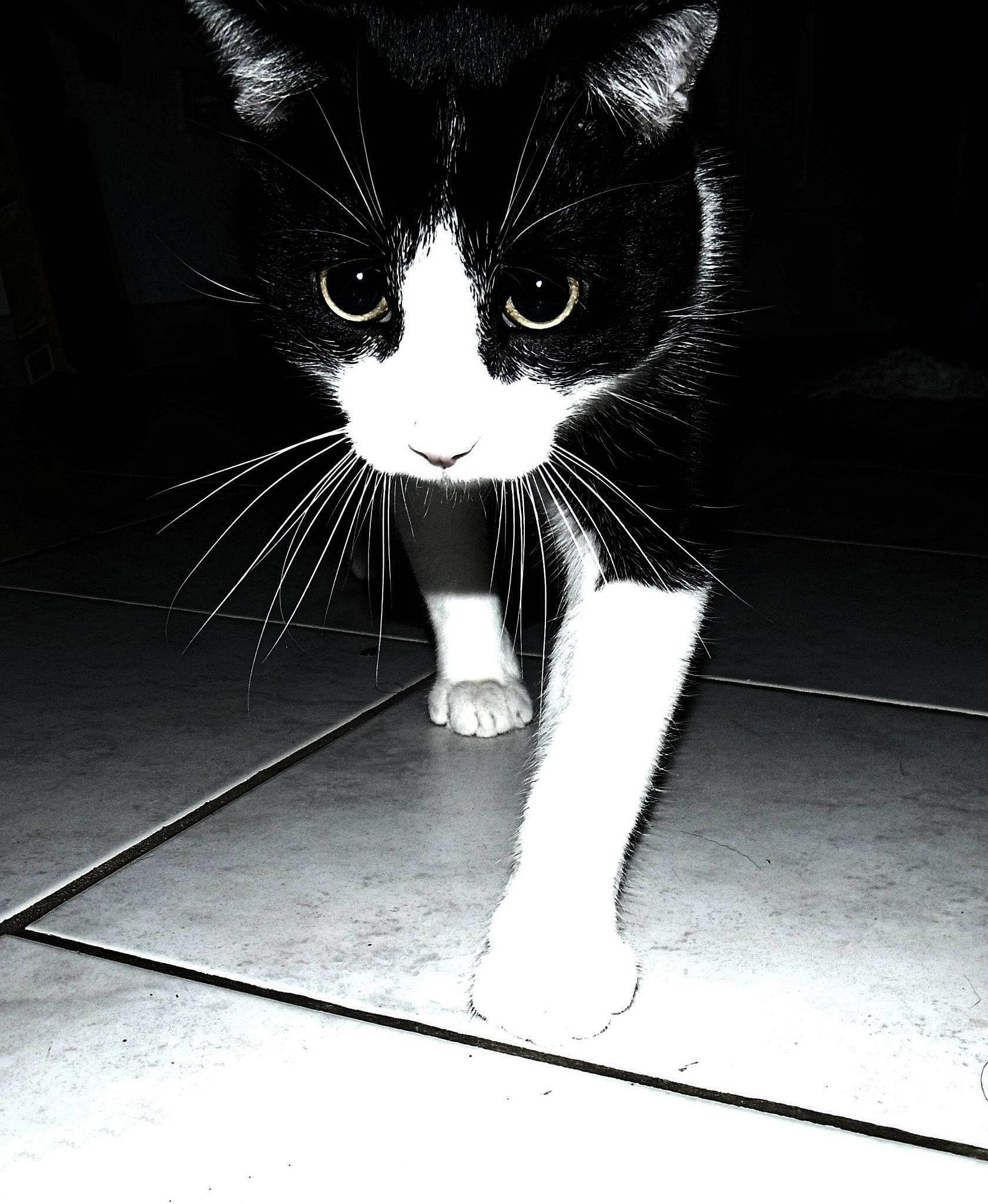 Sirius a rejoint le concours — aidez-le/la à gagner de superbes lots ! black_and_white, carnivore, cat, darkness, domestic_short_haired_cat, felidae, flash_photography, flooring, fur, human_leg, monochrome, monochrome_photography, small_to_medium_sized_cats, snout, style, tail, tints_and_shades, whiskers, window, wood