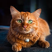 Koko a rejoint le concours — aidez-le/la à gagner de superbes lots ! animal, background_blur, bell, cat, close_up, collar, cute, domestic_cat, feline, focus, fur, ginger_cat, green_eyes, indoor, paw, pet, portrait, resting, soft_light, whiskers