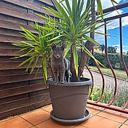 Blue participe au concours pour gagner de l'argent avec cette photo : cat, plant, pot, balcony, tile_floor, wooden_wall, green_leaves, outdoor, sunlight, feline, pet, curious, gray_cat, nature, daylight, shrub, railing, sky, clouds, garden