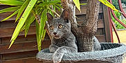 Blue participe au concours pour gagner de l'argent avec cette photo : cat, plant, flower_pot, tree, green_leaves, wooden_fence, outdoor, pet, animal, curious, gray_cat, yellow_eyes, relaxed, nature, sunlight, terracotta_tiles, tree_trunk, sitting, feline, small_animal