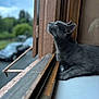 Blue a rejoint le concours — aidez-le/la à gagner de superbes lots ! cat, gray_cat, windowsill, window, looking_up, indoor, animal, pet, feline, resting, quiet, contemplative, blurred_background, wooden_frame, closeup, side_view, natural_light, calm, domestic_cat, still_life