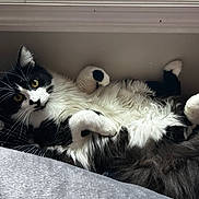 Beef is registered to the contest to win money with this photo: cat, black_and_white, fluffy, lying_down, paws_up, yellow_eyes, curious, indoor, bed, blanket, cozy, fur, whiskers, pet, relaxed, cute, animal, mammal, domestic, resting