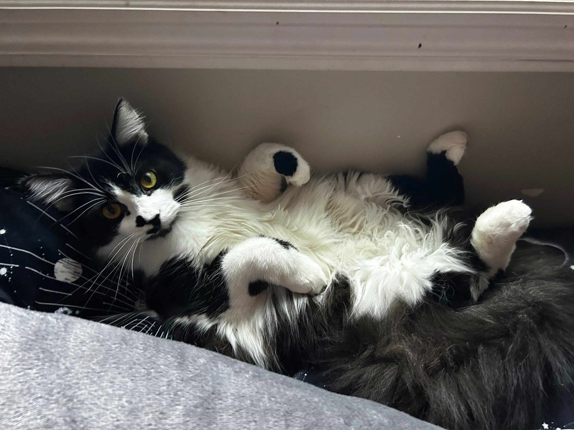 Beef is registered to the contest to win money with this photo: cat, black_and_white, fluffy, lying_down, paws_up, yellow_eyes, curious, indoor, bed, blanket, cozy, fur, whiskers, pet, relaxed, cute, animal, mammal, domestic, resting