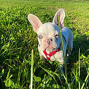 Aston a rejoint le concours — aidez-le/la à gagner de superbes lots ! dog, puppy, french_bulldog, white_dog, blue_eyes, red_harness, grass, field, outdoor, nature, sunlight, greenery, pets, animal, cute, young_dog, summer, daytime, canine, curious