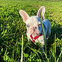 dog, puppy, french_bulldog, white_dog, blue_eyes, red_harness, grass, field, outdoor, nature, sunlight, greenery, pets, animal, cute, young_dog, summer, daytime, canine, curious