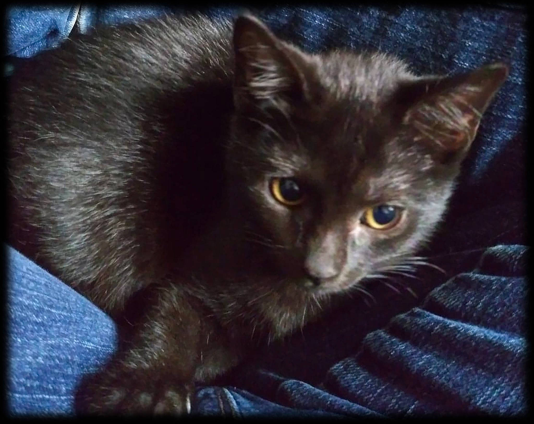 Whisper joined the competition — help win amazing prizes! asian, black_cat, burmese, carnivore, cat, domestic_short_haired_cat, eye, felidae, kitten, mammal, nebelung, small_to_medium_sized_cats, snout, square, whiskers