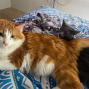 Patoodie joined the competition — help win amazing prizes! cat, orange_cat, gray_cat, bed, blanket, indoor, resting, sleeping, fur, pets, animal, cozy, patterned_bedspread, curious, napping, domestic_cat, feline, two_cats, relaxing, companion